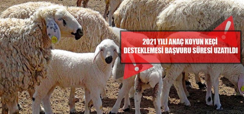 ’2021 yılı Anaç Koyun Keçi Desteklemesi’ başvuru süresi uzatıldı
