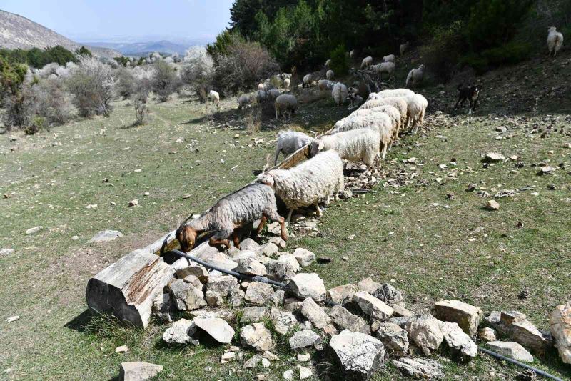 Ankara Büyükşehir Belediyesi’nden hayvancılık yapan çiftçilere “SIVAT” desteği
