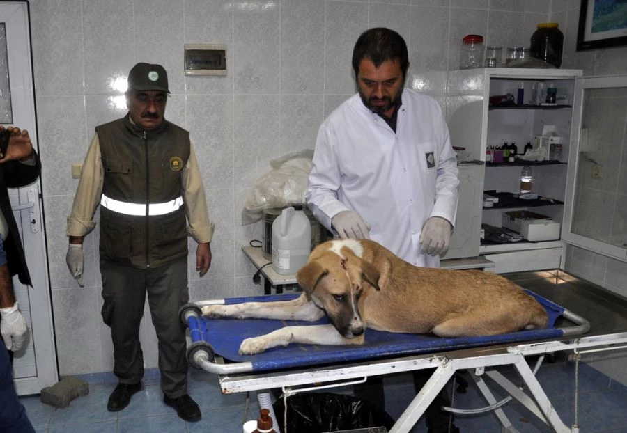 KAZAZEDE SOKAK KÖPEĞİ İÇİN EKİPLER SEFERBER OLDU