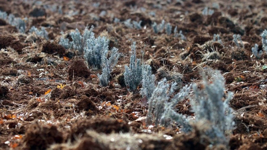 LAVANTA YETİŞTİRİCİLİĞİNİN GELİŞTİRİLMESİNE BAŞLANDI