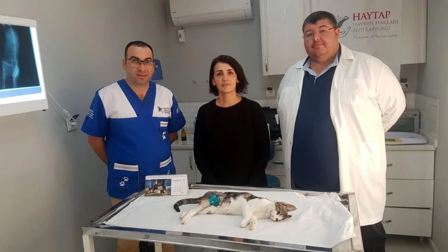 TRAFİK KAZASINDA AYAĞI KIRILAN KEDİ TEDAVİ EDİLDİ