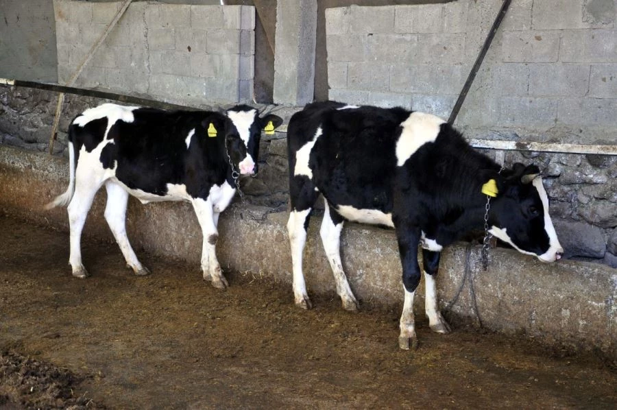 HAYVANCILIK DESTEKLEME BAŞVURULARI BAŞLADI