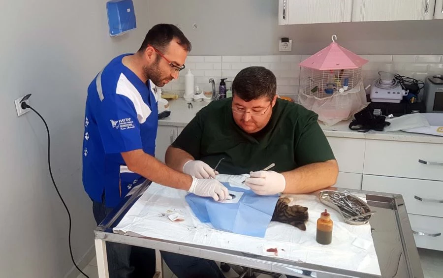 SPASTİK ENGELLİ KEDİYE, KISIRLAŞTIRMA OPERASYONU