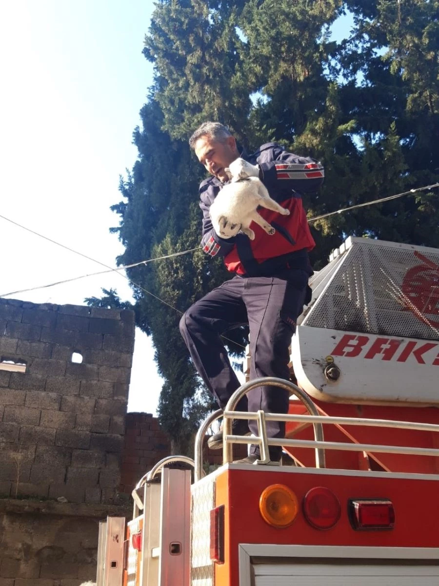 AĞAÇTA MAHSUR KALAN KEDİ, İTFAİYE EKİPLERİNCE KURTARILDI