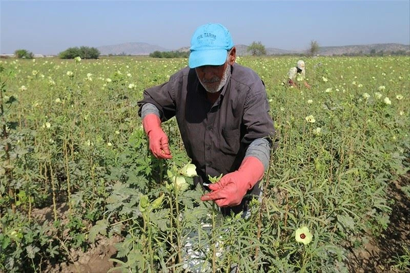 Osmaniye bamya üretiminde Türkiye dördüncüsü
