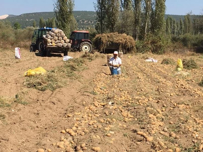 Patateste rekor verim bekleniyor
