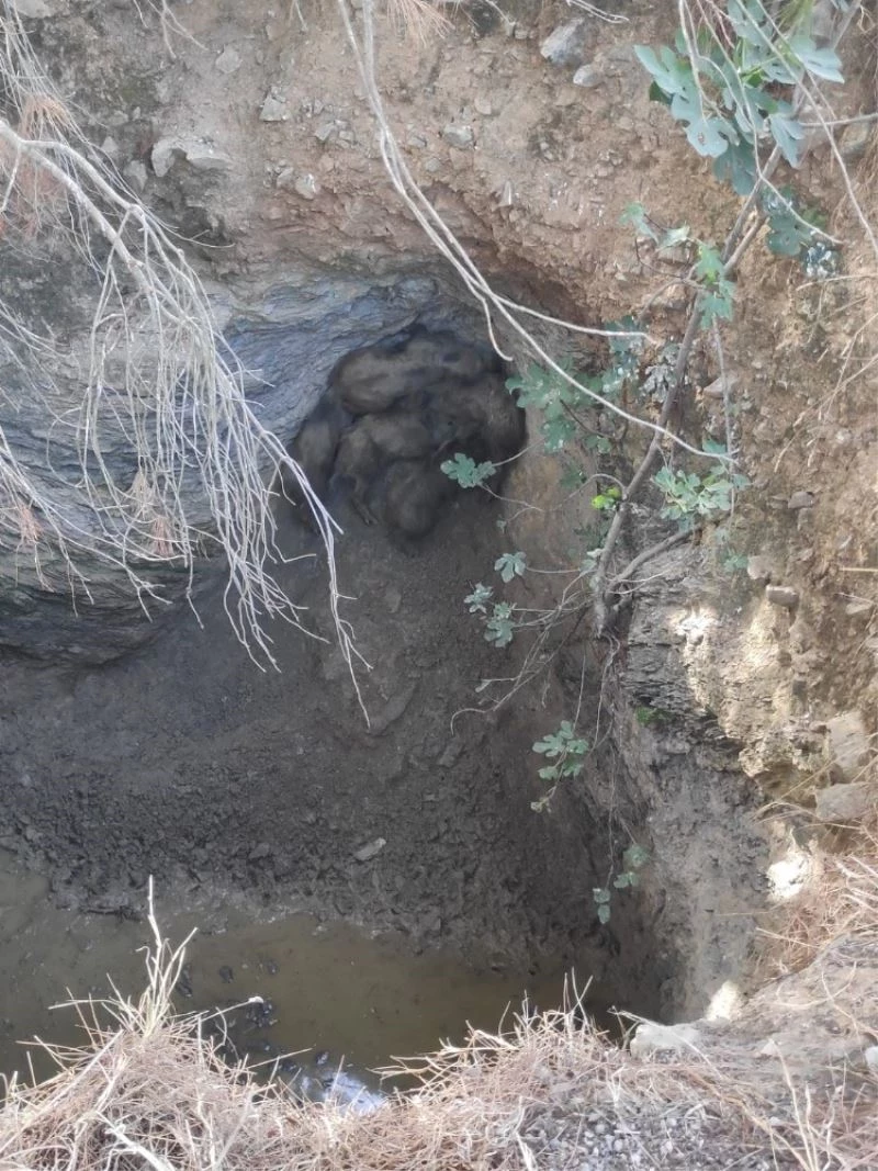 Yavru domuzları Menderes Belediyesi kurtardı
