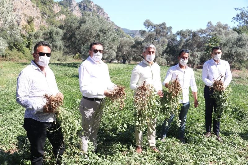 Marmaris Belediyesi ilk yerfıstığı hasadını yaptı
