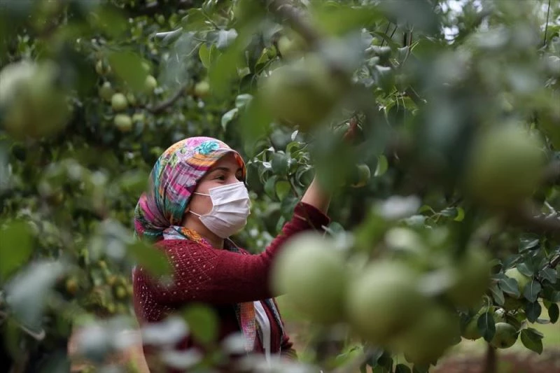Korkuteli karyağdı armudunda hasat erken başladı