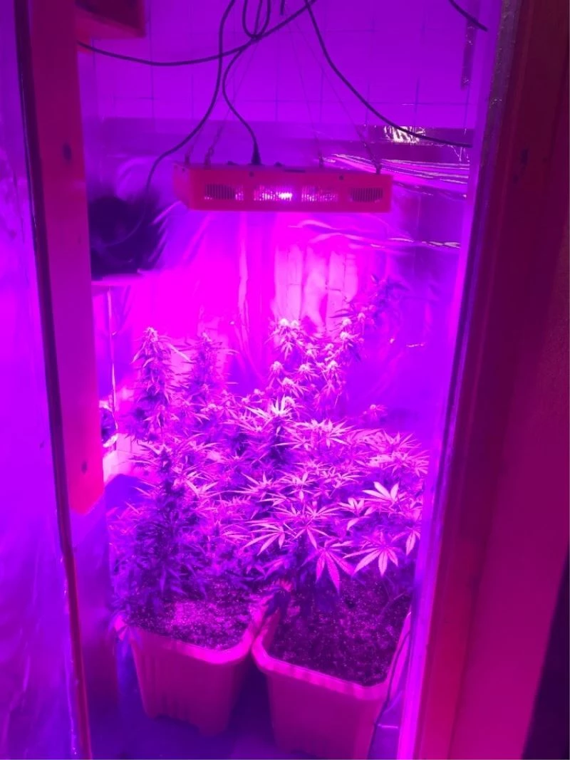 Evi uyuşturucu tarlasına çevirmiş
