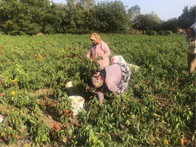 Kapya biber çiftçiyi yaktı...Tonlarcası tarlada kaldı

