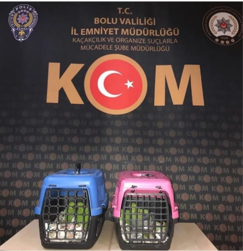 Bolu’da papağan kaçakçılarına operasyon: 2 gözaltı

