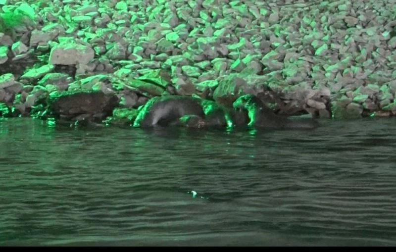 Tunceli’de koruma altındaki su samurları görüntülendi
