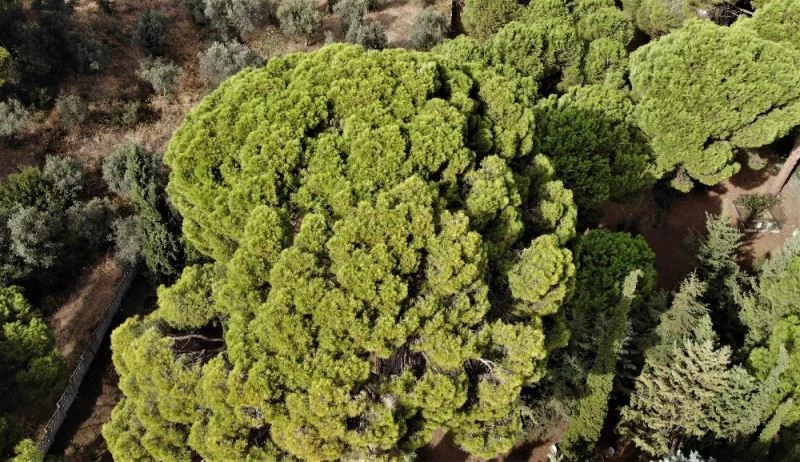 İngilizlerin topla yıkamadığı 700 yaşındaki tek kollu gazi hâlâ ayakta
