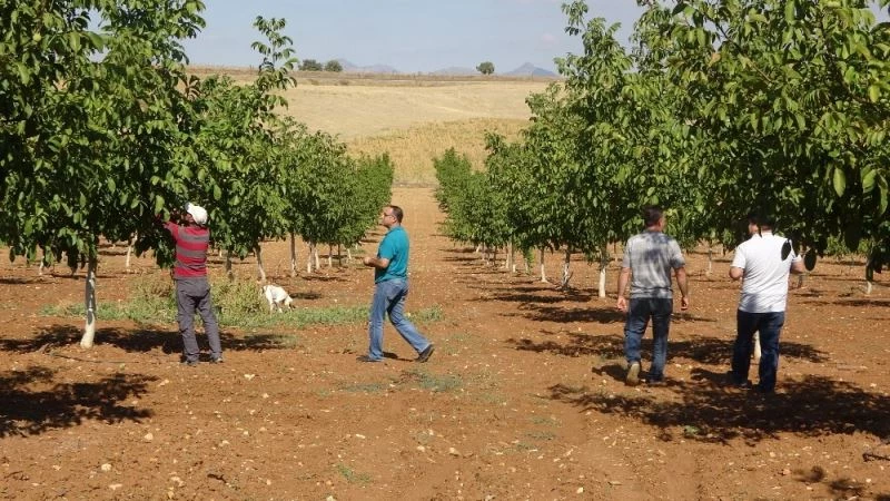 Eşme’de ceviz hasadı başladı
