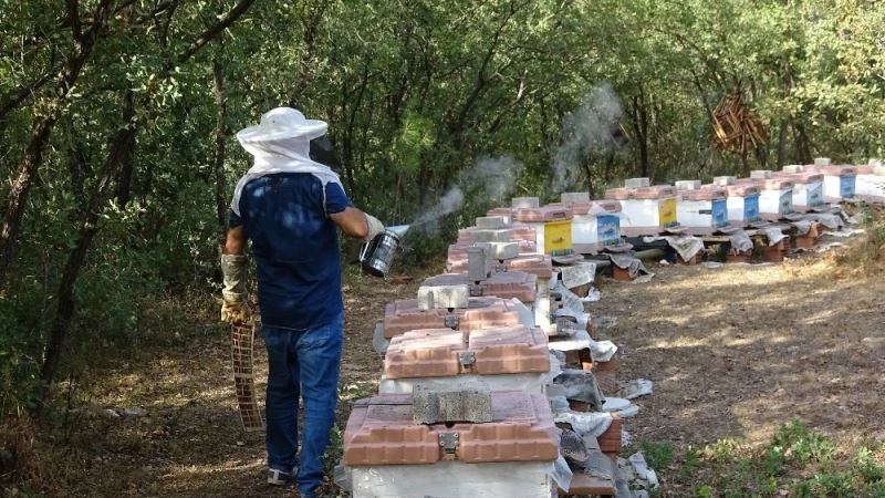 Üniversitede üretilen propolisin litresi 2 bin 500 lira ama talebe yetişemiyor
