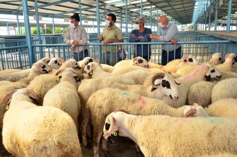 Pamukkale’de yetiştiricilere karya cinsi damızlık koç dağıtımı yapıldı
