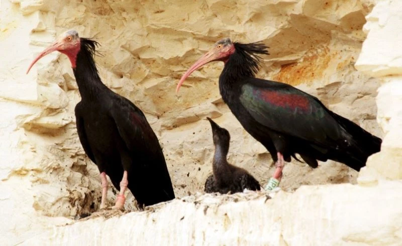 Dicle Elektrik’in koruma projesi kelaynak sayısını artırıyor
