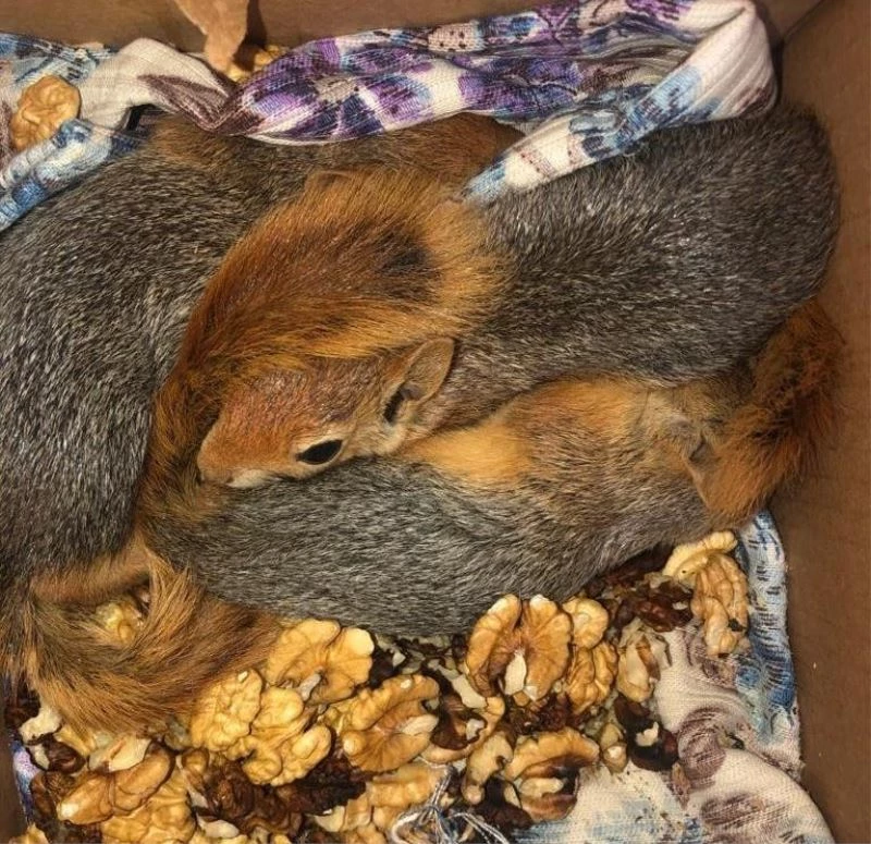 Kaçak avlanılan 3 Sincap’a el konuldu
