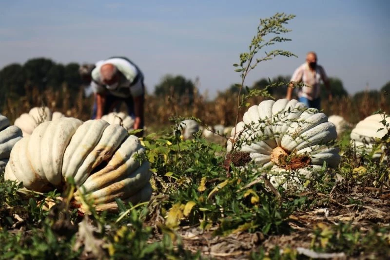 Lezzeti ile ön plana çıkan Sakarya kabağının hasadı başladı
