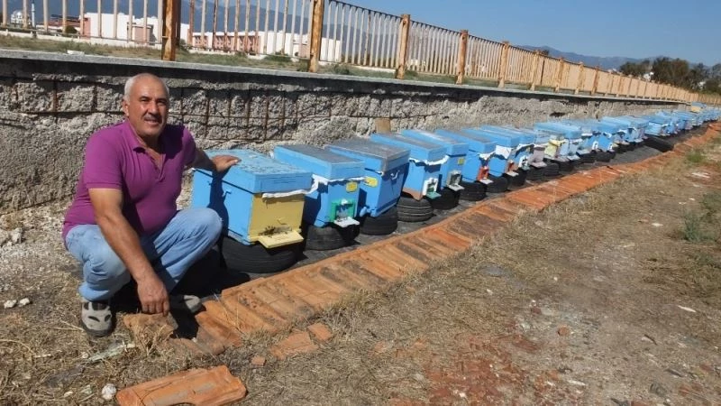 Burhaniye’de yağmurlar zeytincilerden sonra arıcıları da sevindirdi
