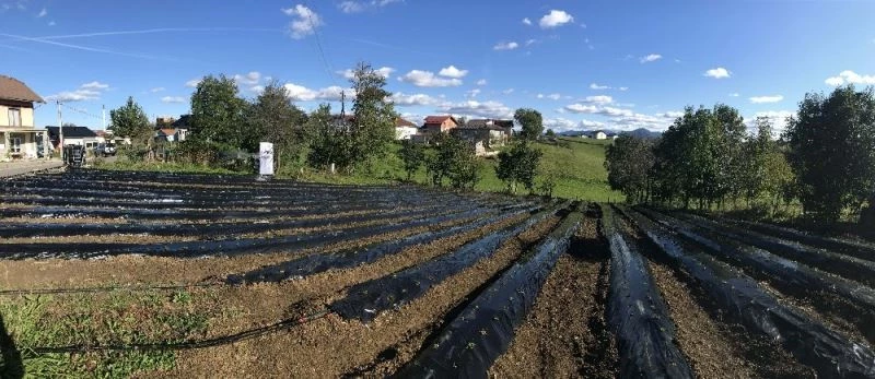 TİKA’dan Bosna Hersek’te çilek yetiştiriciliğine destek
