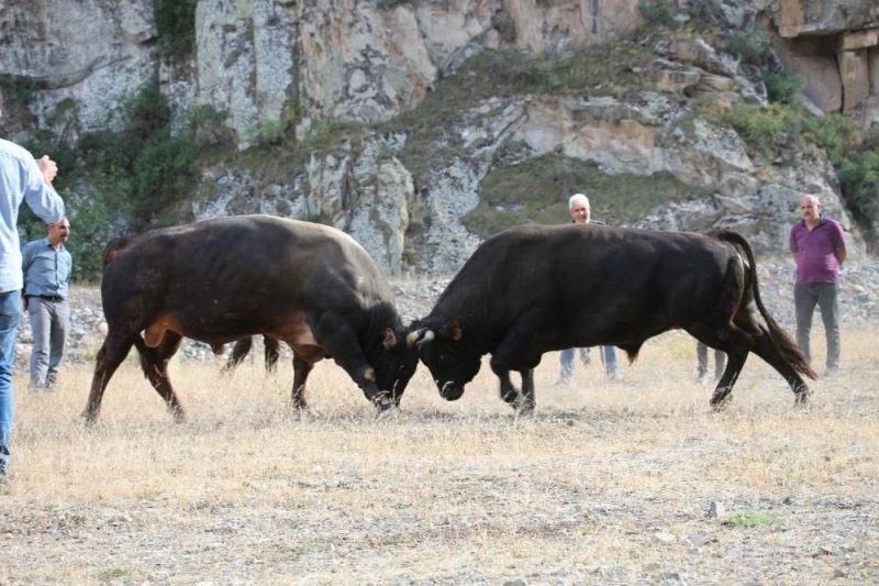 Boğalarına dostluk maçı yaptırdılar
