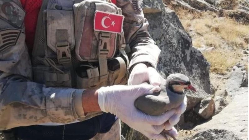 Tatvan’da 32 keklik kurtarılarak doğaya salındı
