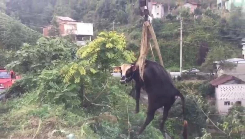 Rize’de dereye düşen inek vinçle kurtarıldı
