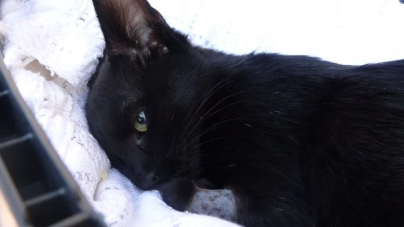 Kedisinin zehirlendiğini öğrenince gözyaşlarına boğuldu
