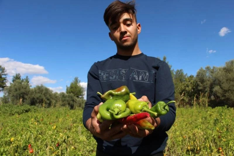 Coğrafi işaretli Kale biberinde son hasat başladı
