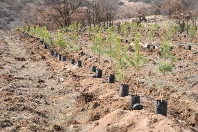 Orman yangınlarının yaralarını sarmak için işbirliği
