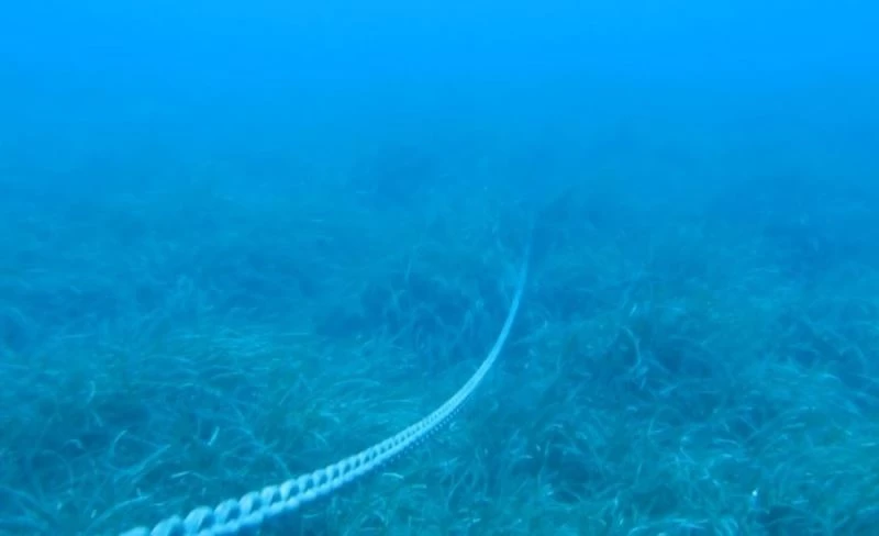 Akdeniz’in Amazon ormanları Posidonia’ya, çapa ve zincirler zarar veriyor
