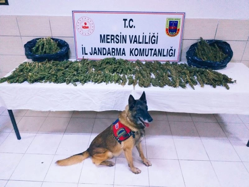 Taksiden 8 kilo 100 gram esrar çıktı
