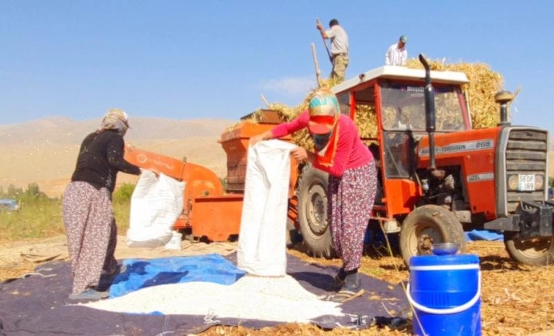 Fasulyede hasad dönemi
