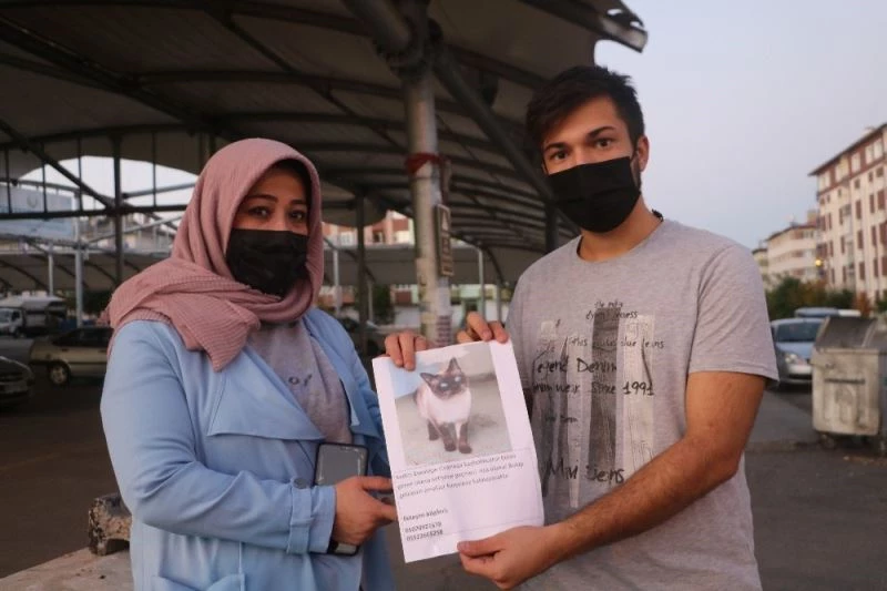 Kaybolunca seferler oldular, Pekmez bugün bulundu
