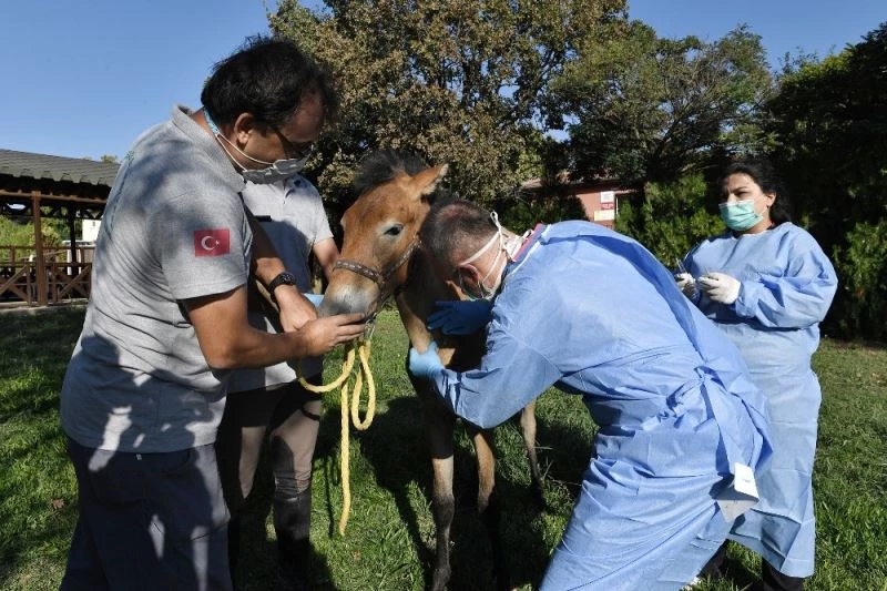 Yaralı tay sağlığına kavuşturuldu

