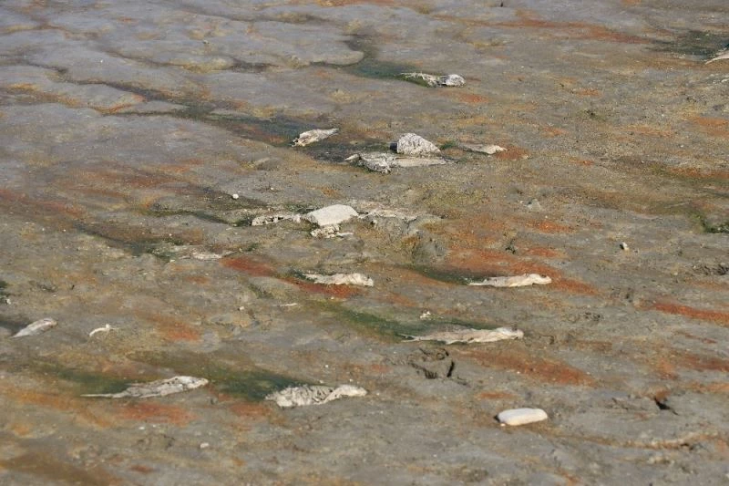 Amasya’da barajlardaki su miktarı dip yaptı, balıklar ölüyor
