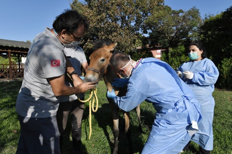 Kamyonetin çarptığı yaralı taya operasyon
