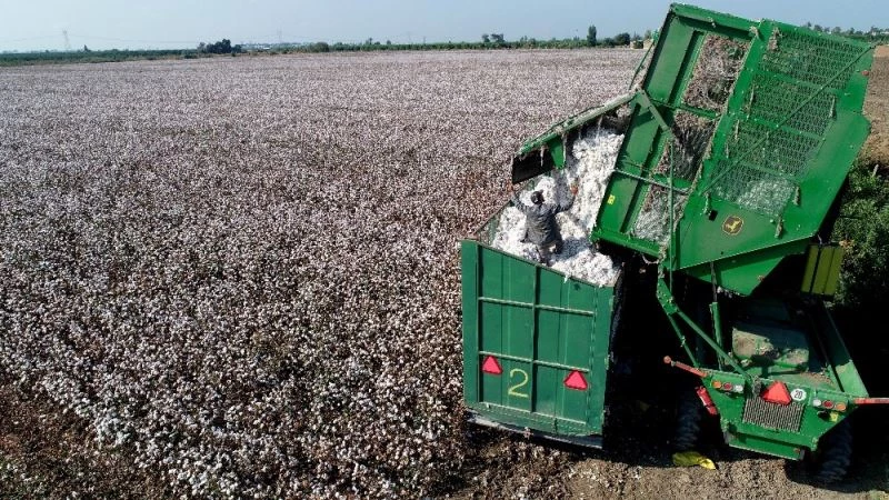 Pamuk, çiftçinin yüzünü güldürmeye başladı
