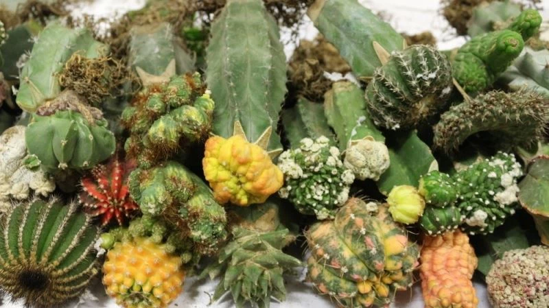 Esendere Gümrük Kapısında 113 kilogram uyuşturucu ele geçirildi
