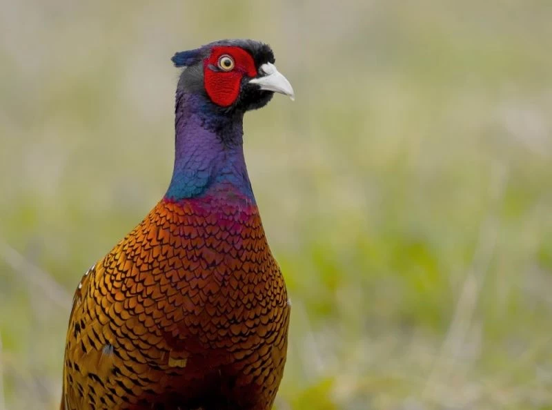 51 yılda 306 bin 675 sülün üretildi
