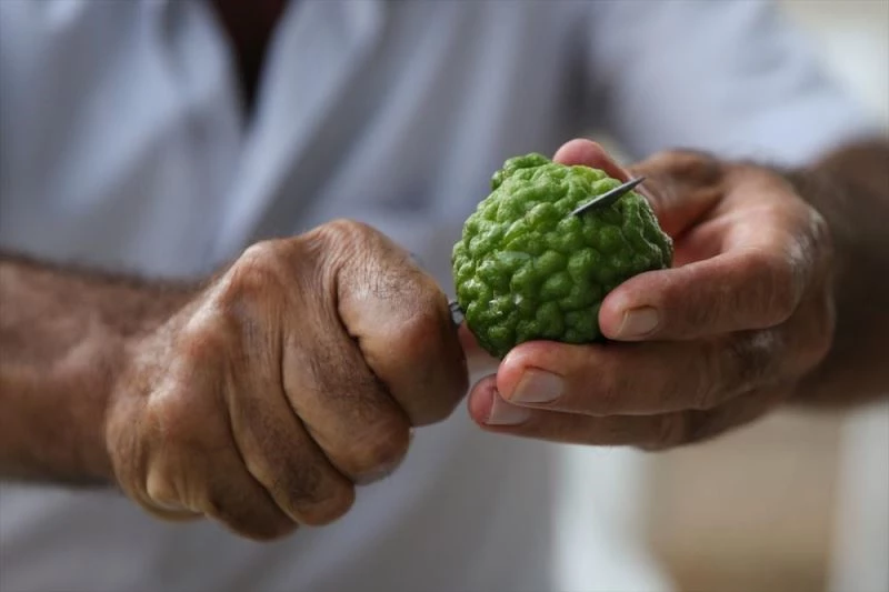 Fidanlarını aldığı ülkeye meyvelerini ihraç edecek