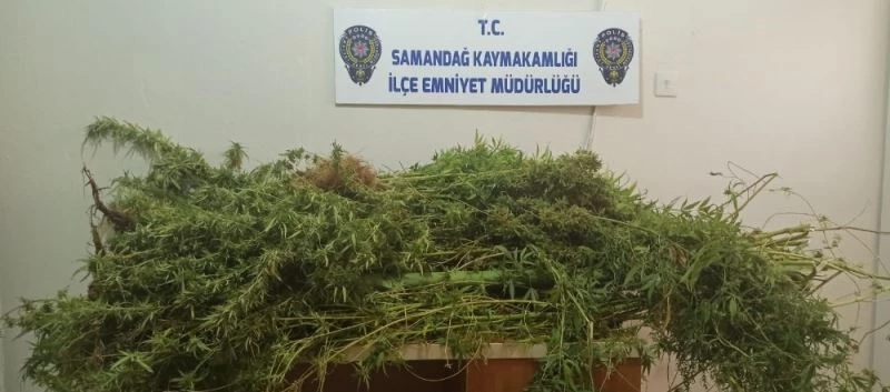 Evin banyosunu kenevir bahçesine dönüştürmüş
