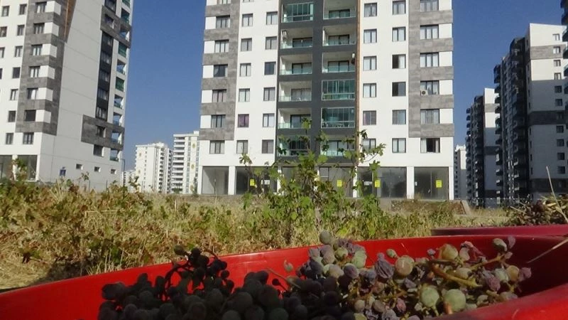 Diyarbakır’da milyonluk binalar arasında bağbozumu zamanı
