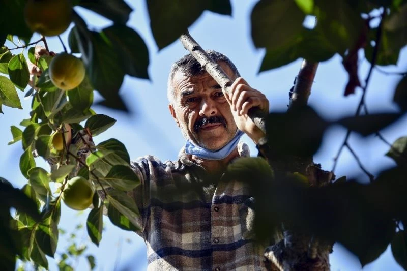 Bu meyve ağacının Gümüşhane’de başka eşi yok
