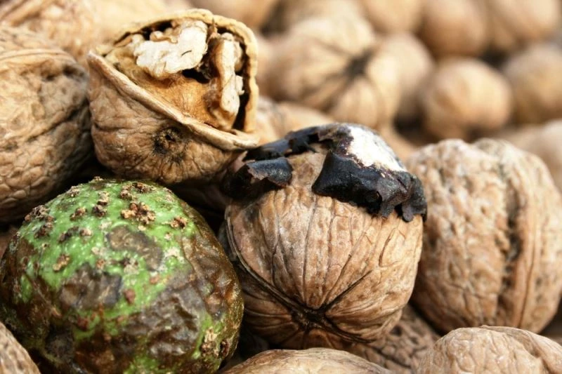 Hekimhan cevizinde hasat sona erdi
