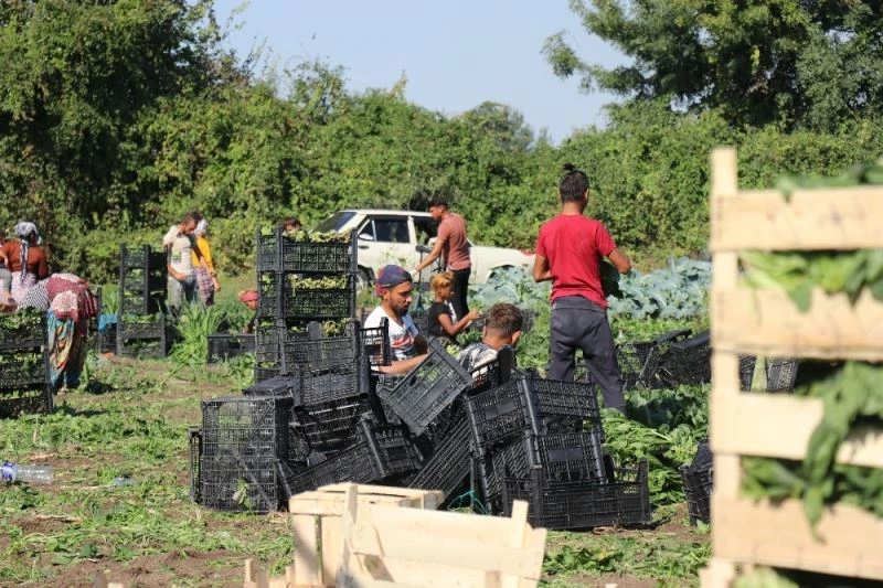 Sakarya’da ıspanak hasadı buruk başladı
