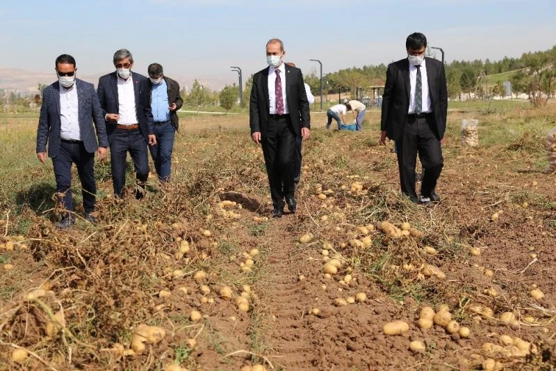 Solucan gübresiyle üretilen patatesler hasat edildi
