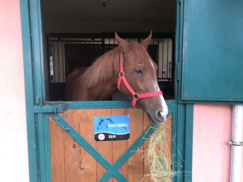 Üniversitelilerin yetiştirdiği safkan taylar, açık artırma ile satıldı
